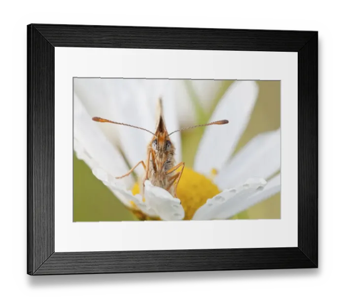 Framed Print : Heath Fritillary -Melitaea athalia- on an Oxeye Daisy -Leucanthemum vulgare-, North Hesse, Hesse, Germany Framed Print : Heath Fritillary -Melitaea athalia- on an Oxeye Daisy -Leucanthemum vulgare-, North Hesse, Hesse, Germany