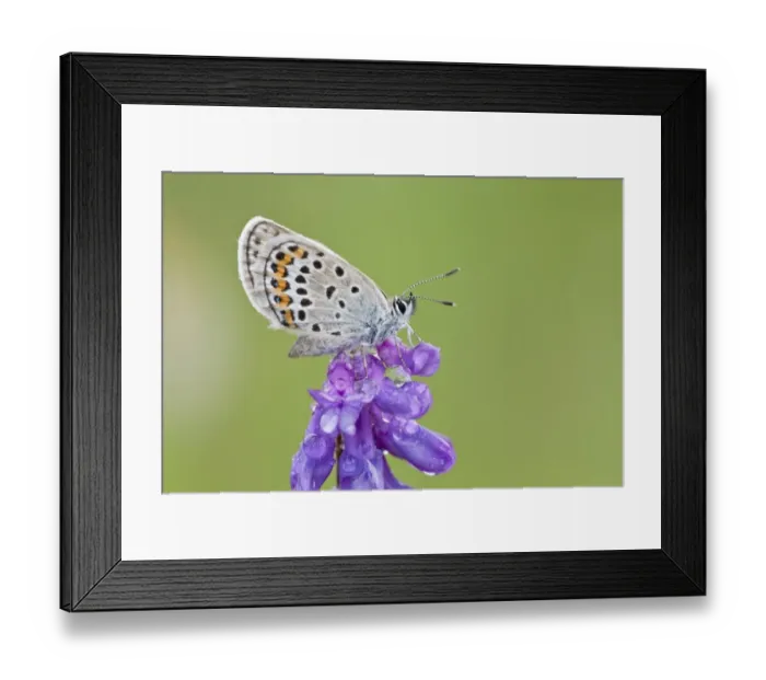 Framed Print : Common Blue -Polyommatus icarus- perched on a flower Framed Print : Common Blue -Polyommatus icarus- perched on a flower