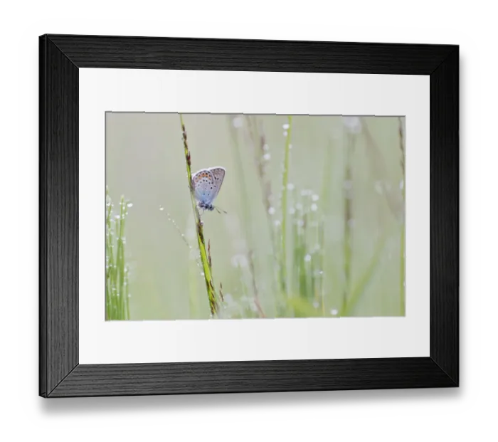 Framed Print : Common Blue -Polyommatus icarus- on a blade of grass Framed Print : Common Blue -Polyommatus icarus- on a blade of grass