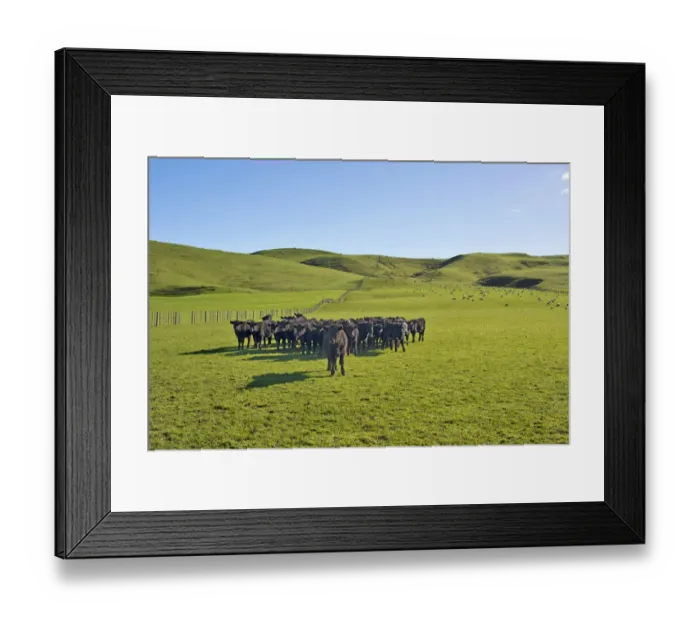 Framed Print : Brown cows on a green pasture, Gisborne Region, North Island, New Zealand Framed Print : Brown cows on a green pasture, Gisborne Region, North Island, New Zealand
