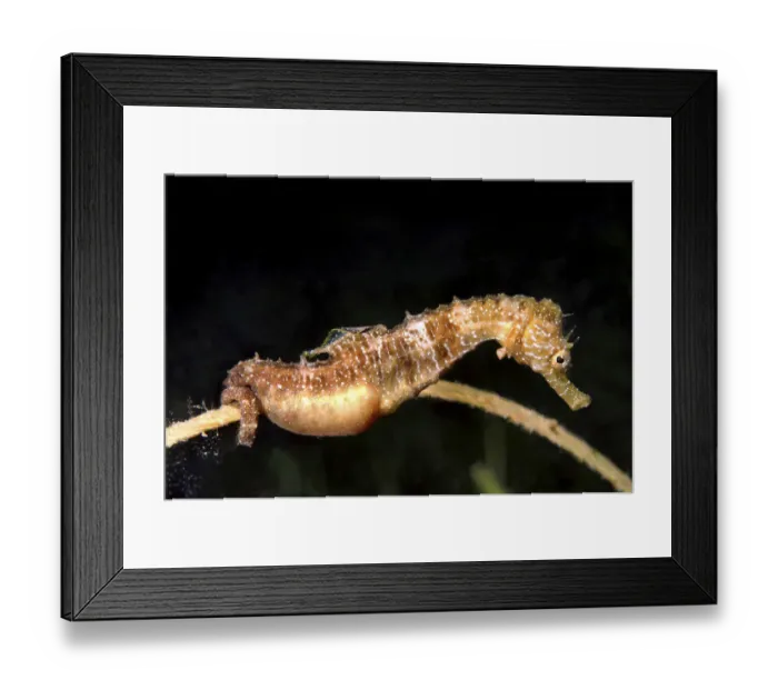 Framed Print : Short-snouted Seahorse -Hippocampus hippocampus-, male with eggs, Black Sea, Crimea, Ukraine Framed Print : Short-snouted Seahorse -Hippocampus hippocampus-, male with eggs, Black Sea, Crimea, Ukraine
