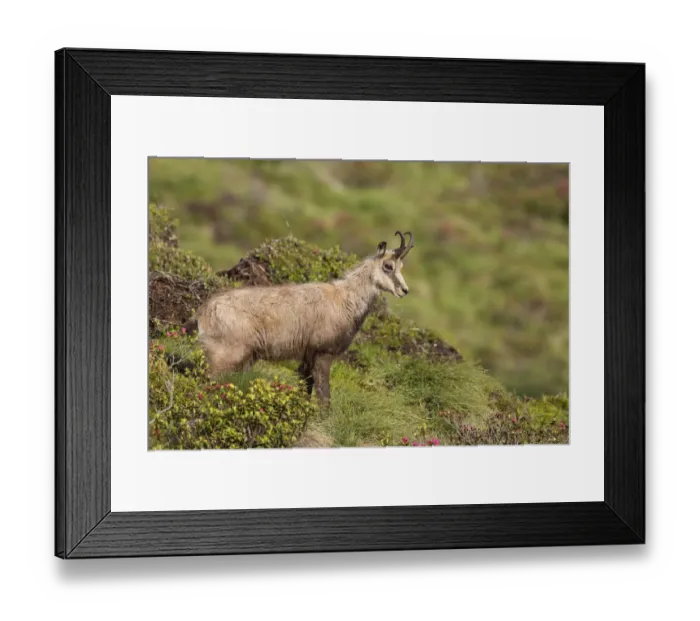 Framed Print : Chamois -Rupicapra rupicapra-, Stubai Valley, Tyrol, Austria Framed Print : Chamois -Rupicapra rupicapra-, Stubai Valley, Tyrol, Austria