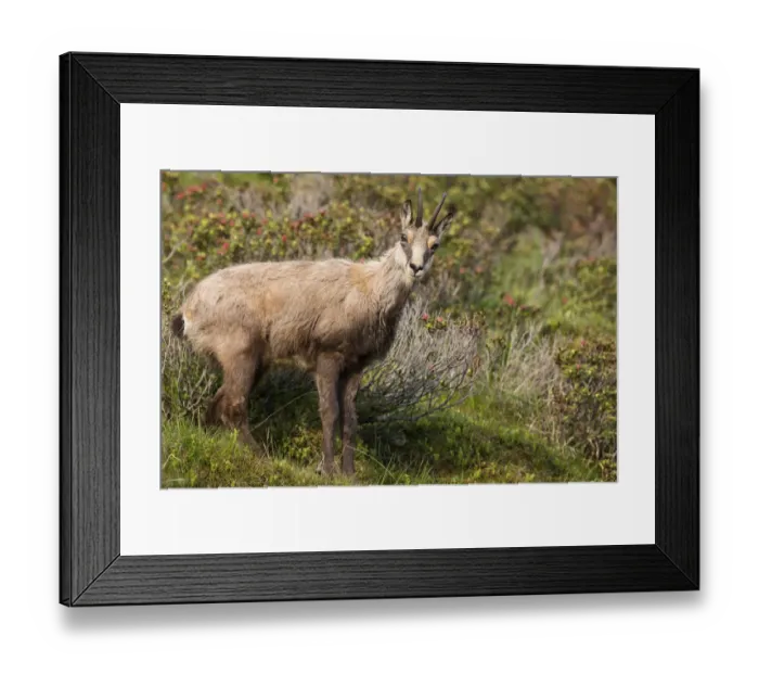 Framed Print : Chamois -Rupicapra rupicapra-, Stubai Valley, Tyrol, Austria Framed Print : Chamois -Rupicapra rupicapra-, Stubai Valley, Tyrol, Austria