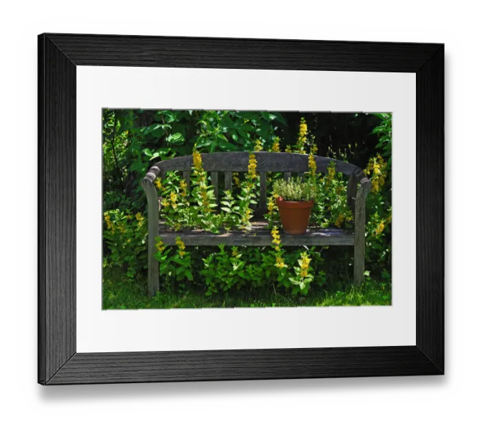 Framed Print : Wooden garden bench with Loosestrife -Lysimachia- growing through, Eckental, Middle Franconia, Bavaria, Germany