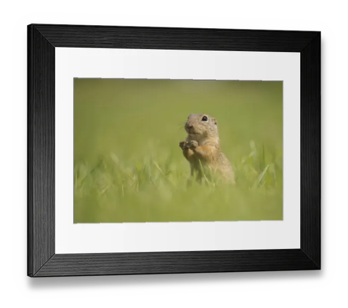 Framed Print : European Ground Squirrel or European Souslik -Spermophilus citellus- on a meadow, Lower Austria, Austria Framed Print : European Ground Squirrel or European Souslik -Spermophilus citellus- on a meadow, Lower Austria, Austria