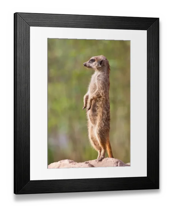 Framed Print : Meerkat -Suricata suricatta-, Tierpark Sababurg, Hofgeismar, Hesse, Germany Framed Print : Meerkat -Suricata suricatta-, Tierpark Sababurg, Hofgeismar, Hesse, Germany