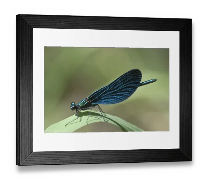 Framed Print : Blue-winged Beautiful Demoiselle -Calopteryx virgo-, Untergroningen, Abtsgmuend, Baden-Wurttemberg, Germany Framed Print : Blue-winged Beautiful Demoiselle -Calopteryx virgo-, Untergroningen, Abtsgmuend, Baden-Wurttemberg, Germany