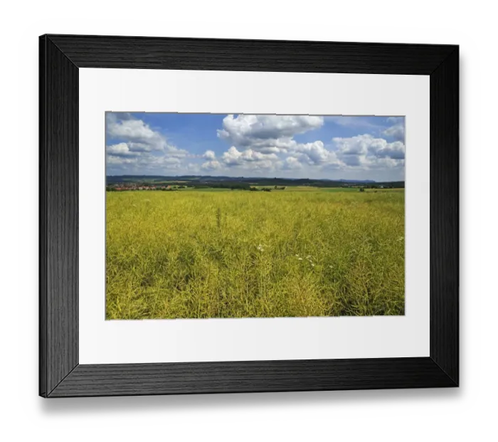 Framed Print : Ripe Rape field -Brassica napus-, Middle Franconia, Bavaria, Germany Framed Print : Ripe Rape field -Brassica napus-, Middle Franconia, Bavaria, Germany