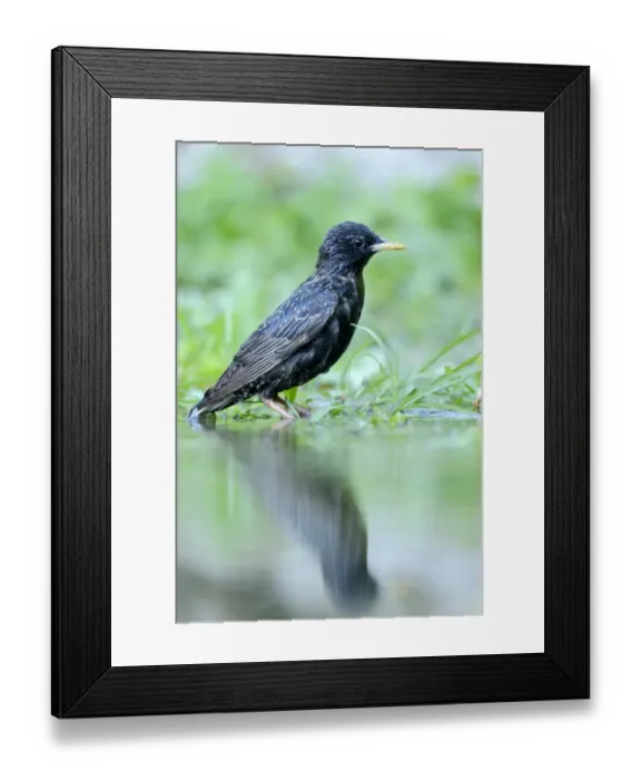 Framed Print : Starling -Sturnus vulgaris- standing beside a pond, Rhodopes, Bulgaria Framed Print : Starling -Sturnus vulgaris- standing beside a pond, Rhodopes, Bulgaria