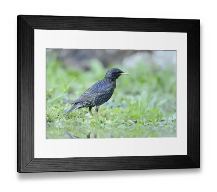 Framed Print : Starling -Sturnus vulgaris- standing beside a pond, Rhodopes, Bulgaria Framed Print : Starling -Sturnus vulgaris- standing beside a pond, Rhodopes, Bulgaria