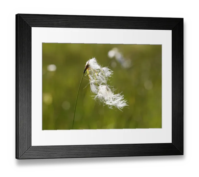Framed Print : Broad-leaved Cotton Grass -Eriophorum latifolium-, Kirchseemoor, Upper Bavaria, Bavaria, Germany Framed Print : Broad-leaved Cotton Grass -Eriophorum latifolium-, Kirchseemoor, Upper Bavaria, Bavaria, Germany