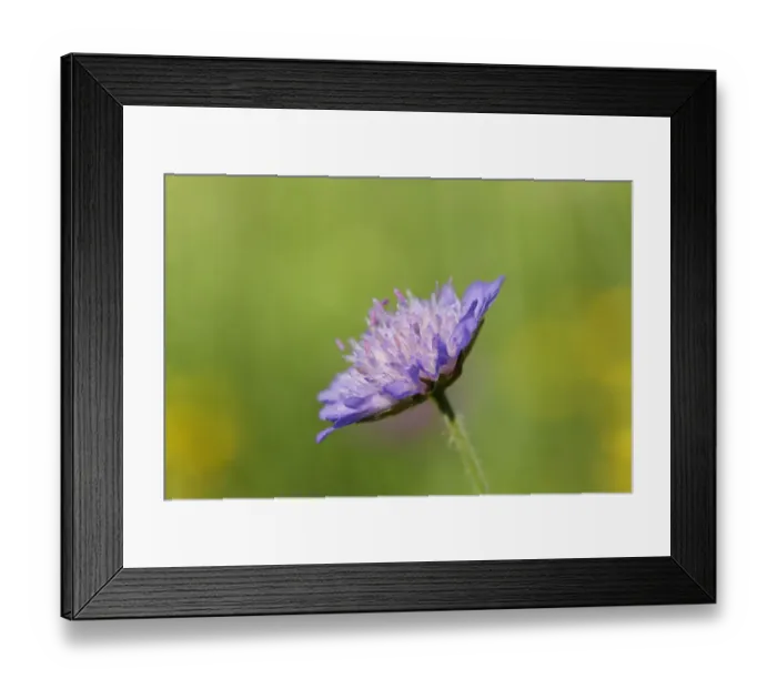 Framed Print : Field Scabious -Knautia arvensis-, Kirchseemoor, Upper Bavaria, Bavaria, Germany Framed Print : Field Scabious -Knautia arvensis-, Kirchseemoor, Upper Bavaria, Bavaria, Germany
