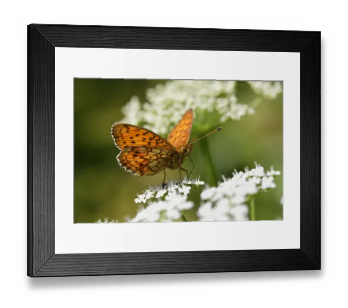 Framed Print : Lesser Marbled Fritillary -Brenthis ino- Kirchseemoor, Upper Bavaria, Bavaria, Germany Framed Print : Lesser Marbled Fritillary -Brenthis ino- Kirchseemoor, Upper Bavaria, Bavaria, Germany