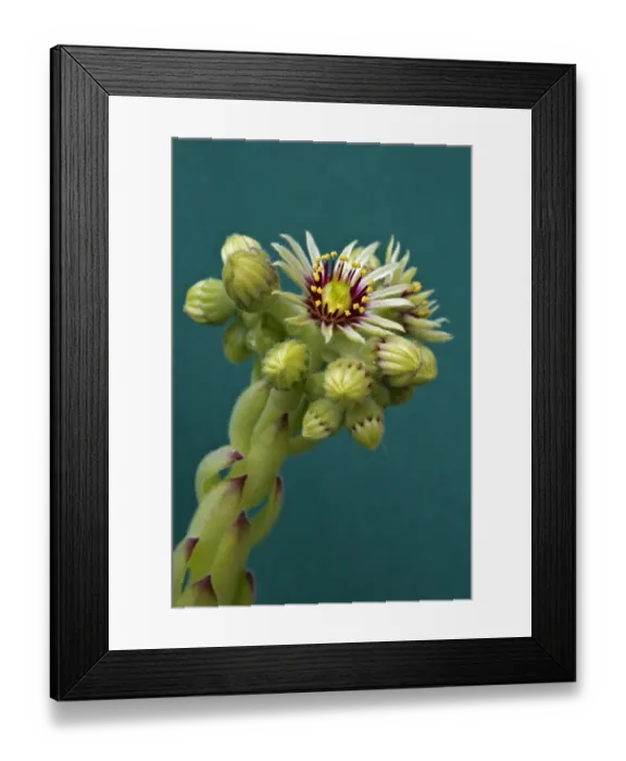 Framed Print : Houseleek -Sempervivum grandiflorum-, flowering Framed Print : Houseleek -Sempervivum grandiflorum-, flowering