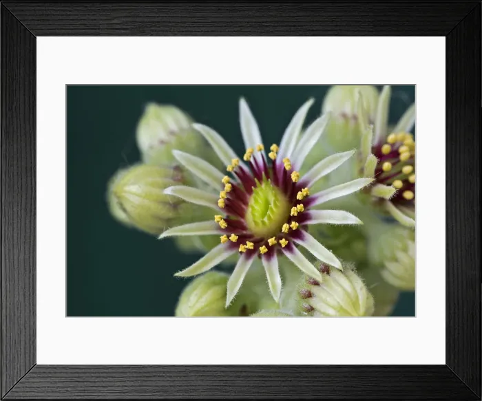 Framed Print : Houseleek -Sempervivum grandiflorum-, flowering Framed Print : Houseleek -Sempervivum grandiflorum-, flowering