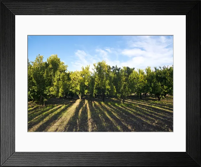 Framed Print : Mandarin -Citrus reticulata- orchard, Gisborne Region, North Island, New Zealand Framed Print : Mandarin -Citrus reticulata- orchard, Gisborne Region, North Island, New Zealand