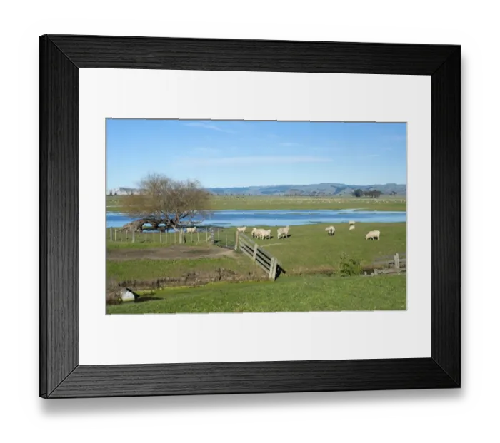 Framed Print : Sheep pen in Gisborne, North Island, New Zealand Framed Print : Sheep pen in Gisborne, North Island, New Zealand