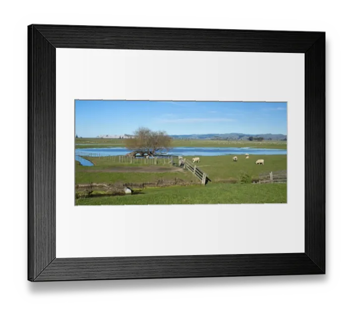 Framed Print : Sheep pen in Gisborne, North Island, New Zealand Framed Print : Sheep pen in Gisborne, North Island, New Zealand