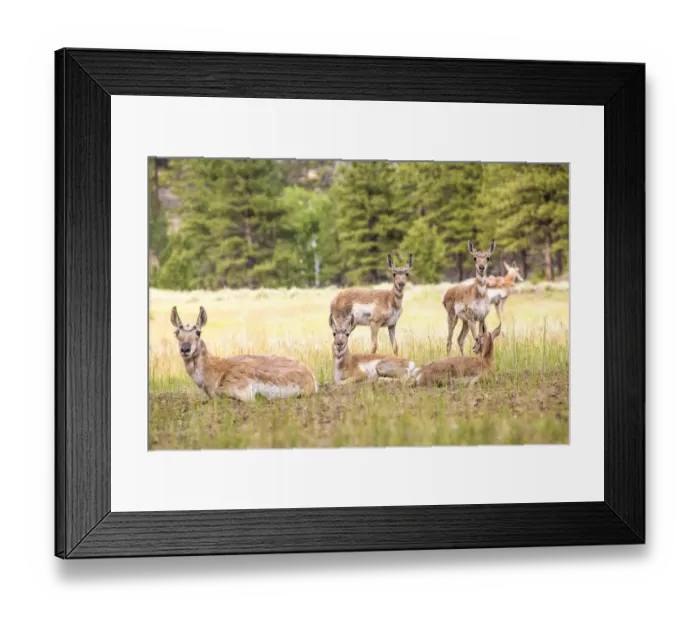 Framed Print : Pronghorns -Antilocapra americana-, Utah, United States Framed Print : Pronghorns -Antilocapra americana-, Utah, United States