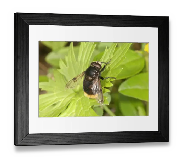 Framed Print : Large Hoverfly -Volucella bombylans-, Baden-Wurttemberg, Germany Framed Print : Large Hoverfly -Volucella bombylans-, Baden-Wurttemberg, Germany