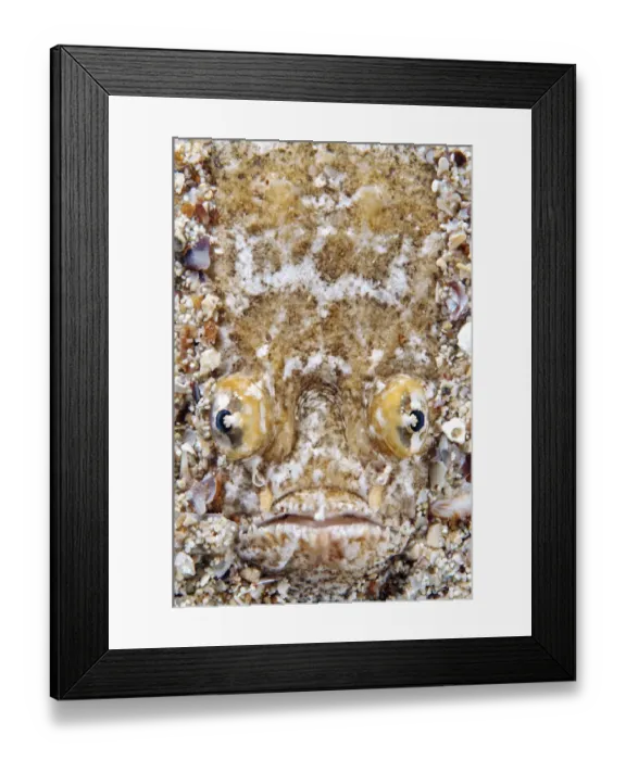 Framed Print : Atlantic Stargazer -Uranoscopus scaber-, Black Sea, Crimea, Ukraine
