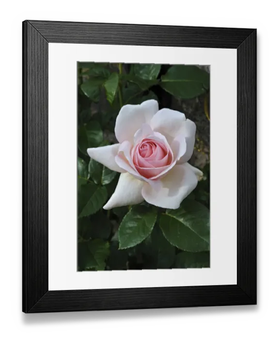 Framed Print : Rose -Rosa- Framed Print : Rose -Rosa-