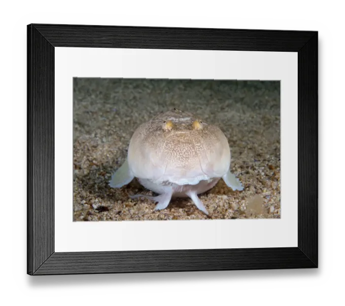 Framed Print : Stargazer or Atlantic Stargazer -Uranoscopus scaber-, Black Sea, Crimea, Ukraine