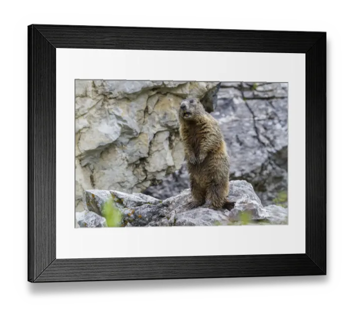 Framed Print : Alpine Marmot -Marmota marmota-, Sandesbachtal, Tyrol, Austria Framed Print : Alpine Marmot -Marmota marmota-, Sandesbachtal, Tyrol, Austria