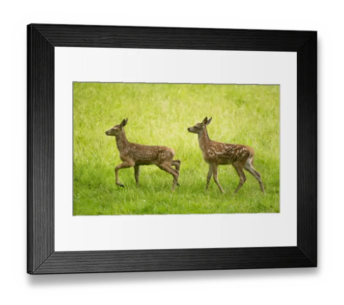 Framed Print : Red Deer -Cervus elaphus-, two fawns in a meadow, captive, Bavaria, Germany Framed Print : Red Deer -Cervus elaphus-, two fawns in a meadow, captive, Bavaria, Germany