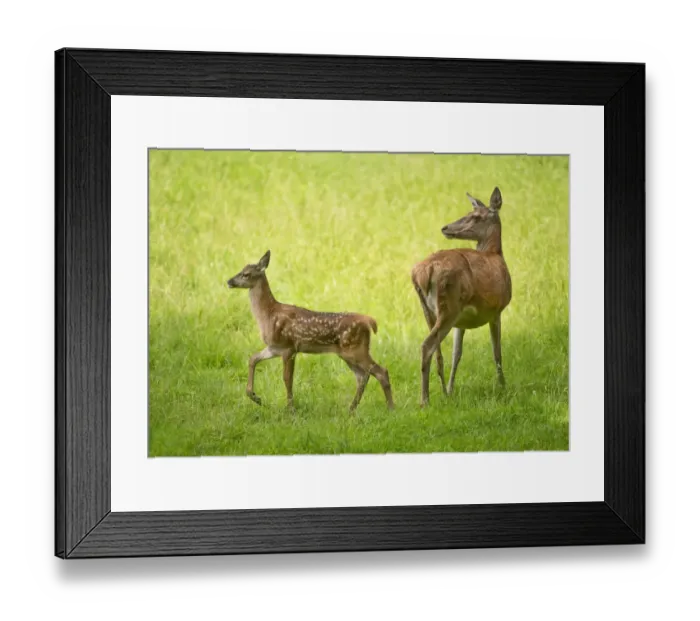 Framed Print : Red Deer -Cervus elaphus-, deer and fawn standing in a meadow, captive, Bavaria, Germany Framed Print : Red Deer -Cervus elaphus-, deer and fawn standing in a meadow, captive, Bavaria, Germany