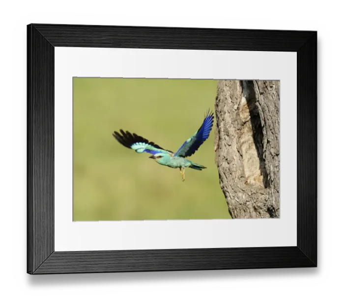 Framed Print : European Roller -Coracias garrulus-, flying out from the nesting hole in an old apple tree, Bulgaria Framed Print : European Roller -Coracias garrulus-, flying out from the nesting hole in an old apple tree, Bulgaria