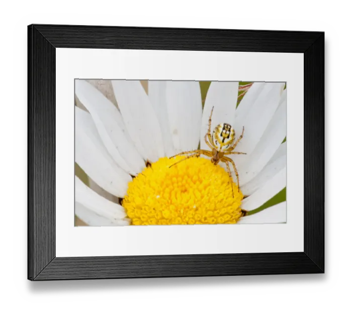 Framed Print : Cricket-bat Orb-weaver Spider -Mangora acalypha- on an Ox-eye Daisy -Leucanthemum vulgare-, Hesse, Germany Framed Print : Cricket-bat Orb-weaver Spider -Mangora acalypha- on an Ox-eye Daisy -Leucanthemum vulgare-, Hesse, Germany