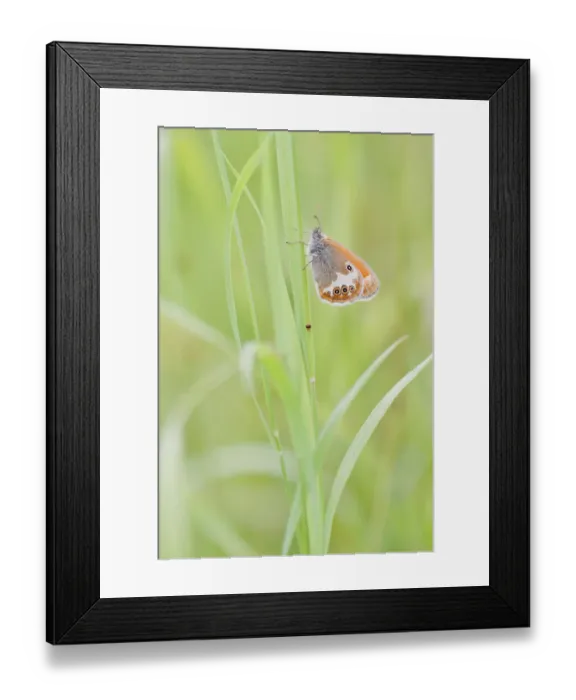 Framed Print : Pearly Heath -Coenonympha arcania- butterfly clinging to a blade of grass, North Hesse, Hesse, Germany Framed Print : Pearly Heath -Coenonympha arcania- butterfly clinging to a blade of grass, North Hesse, Hesse, Germany
