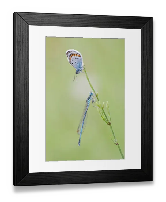 Framed Print : Common Blue -Polyommatus icarus- and a Blue-tailed Damselfly -Ischnura elegans- on a blade of grass, North Hesse, Hesse, Germany Framed Print : Common Blue -Polyommatus icarus- and a Blue-tailed Damselfly -Ischnura elegans- on a blade of grass, North Hesse, Hesse, Germany