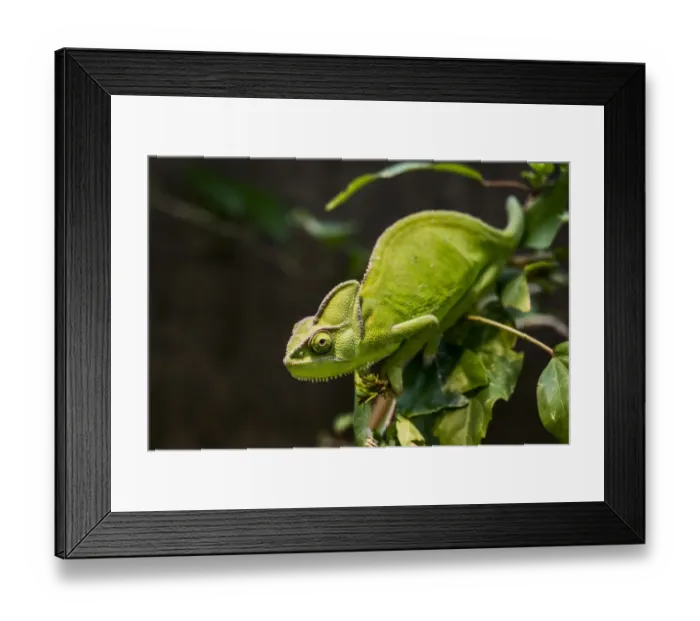 Framed Print : Yemen Chameleon or Veiled Chameleon -Chamaeleo calyptratus-, Wilhelma Zoo and Botanical Garden, Stuttgart, Baden-Wurttemberg, Germany Framed Print : Yemen Chameleon or Veiled Chameleon -Chamaeleo calyptratus-, Wilhelma Zoo and Botanical Garden, Stuttgart, Baden-Wurttemberg, Germany