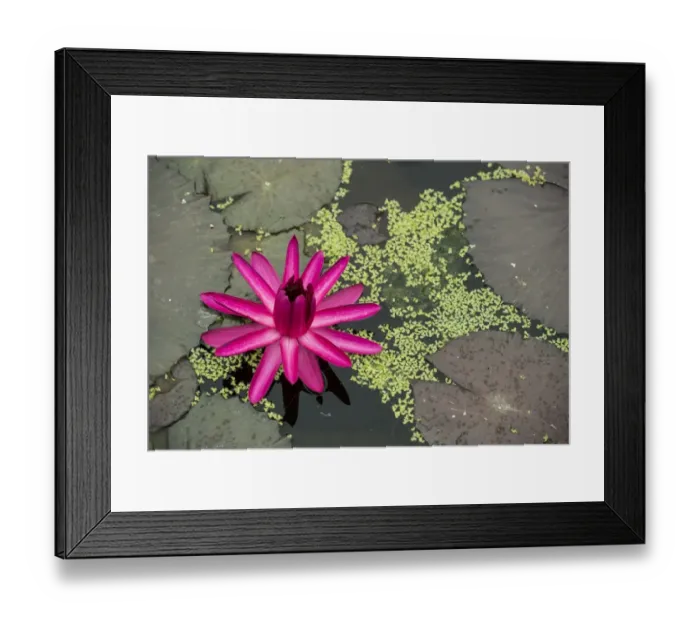 Framed Print : Nymphaea Red Flare, water lily flower and leaves, Germany Framed Print : Nymphaea Red Flare, water lily flower and leaves, Germany