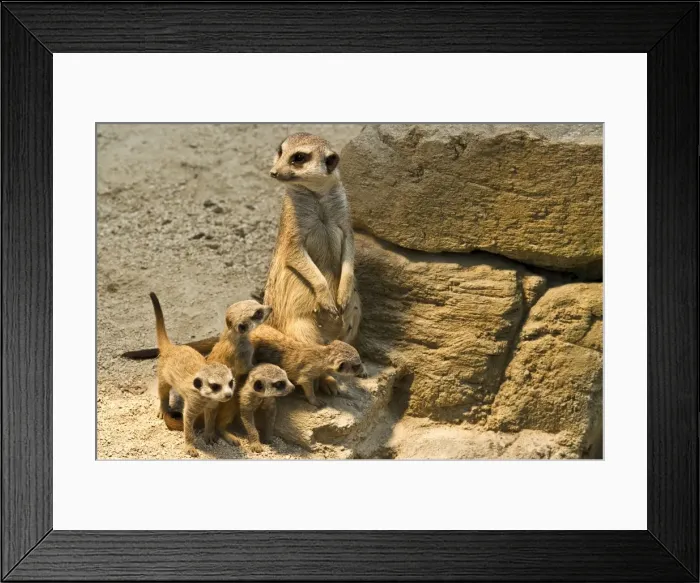 Framed Print : Meerkat -Suricata suricatta- with pups, Wilhelma Zoo, Stuttgart, Baden-Wuerttemberg, Germany Framed Print : Meerkat -Suricata suricatta- with pups, Wilhelma Zoo, Stuttgart, Baden-Wuerttemberg, Germany