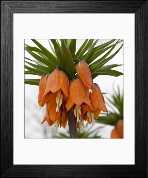 Framed Print : Crown Imperial Fritillary, Crown Imperial or Kaisers Crown -Fritillaria imperialis-, Ruhr district, Dortmund, North Rhine-Westphalia, Germany Framed Print : Crown Imperial Fritillary, Crown Imperial or Kaisers Crown -Fritillaria imperialis-, Ruhr district, Dortmund, North Rhine-Westphalia, Germany