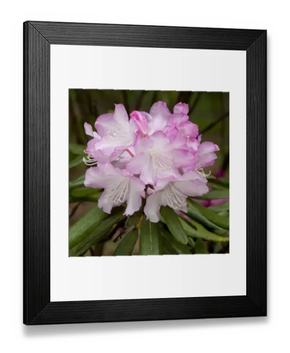 Framed Print : Rhododendron, Germany Framed Print : Rhododendron, Germany
