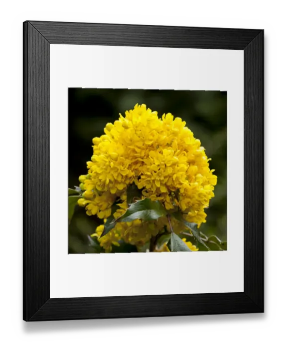 Framed Print : Oregon Grape -Mahonia aquifolium Nutt. Donewell -, Germany Framed Print : Oregon Grape -Mahonia aquifolium Nutt. Donewell -, Germany