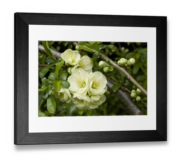 Framed Print : Flowering Quince -Chaenomeles x superba-, flowers and buds, Germany