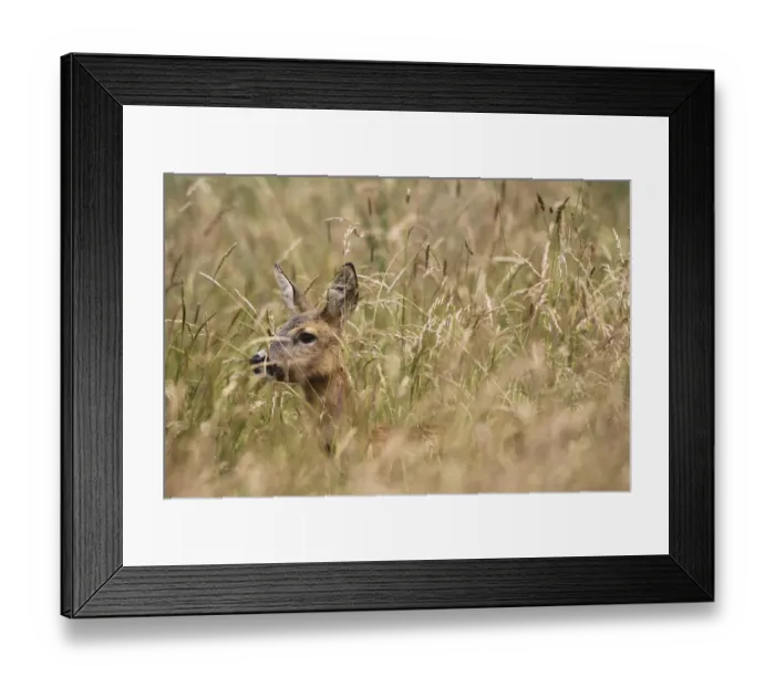 Framed Print : Roe Deer -Capreolus capreolus- almost hidden in tall grass, Allgau, Bavaria, Germany Framed Print : Roe Deer -Capreolus capreolus- almost hidden in tall grass, Allgau, Bavaria, Germany