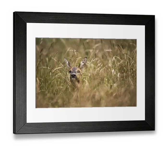 Framed Print : Roe Deer -Capreolus capreolus- almost hidden in tall grass, Allgau, Bavaria, Germany Framed Print : Roe Deer -Capreolus capreolus- almost hidden in tall grass, Allgau, Bavaria, Germany