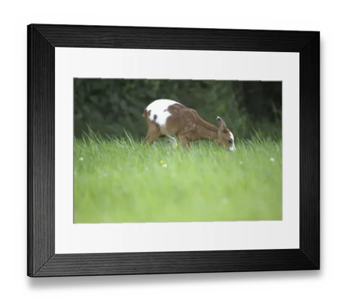 Framed Print : Roe Deer -Capreolus capreolus- fawn with erroneous pigmentation in the coat, Allgau, Bavaria, Germany