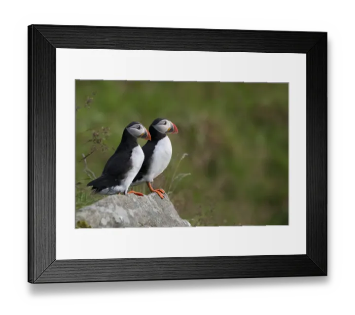 Framed Print : Puffins or Atlantic Puffins -Fratercula arctica-, Runde, Soroyane, More og Romsdal, Norway Framed Print : Puffins or Atlantic Puffins -Fratercula arctica-, Runde, Soroyane, More og Romsdal, Norway