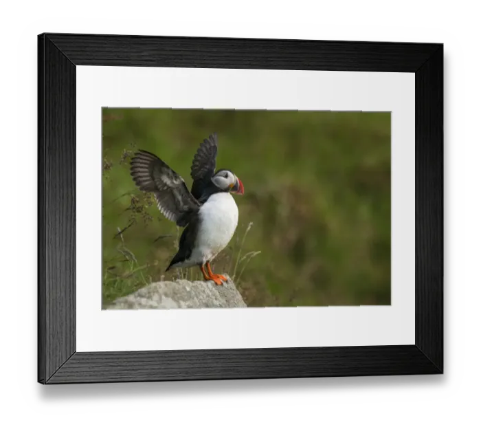 Framed Print : Puffin or Atlantic Puffin -Fratercula arctica-, Runde, Soroyane, More og Romsdal, Norway Framed Print : Puffin or Atlantic Puffin -Fratercula arctica-, Runde, Soroyane, More og Romsdal, Norway