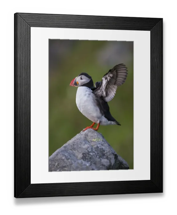 Framed Print : Puffin or Atlantic Puffin -Fratercula arctica-, Runde, Soroyane, More og Romsdal, Norway