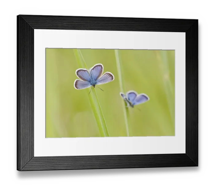 Framed Print : Common Blue -Polyommatus icarus- two butterflies perched on blades of grass, North Hesse, Hesse, Germany