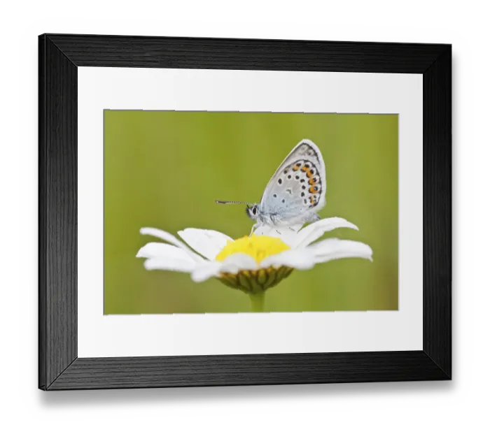 Framed Print : Common Blue -Polyommatus icarus- perched on the flower of an oxeye daisy -Leucanthemum vulgare-, North Hesse, Hesse, Germany