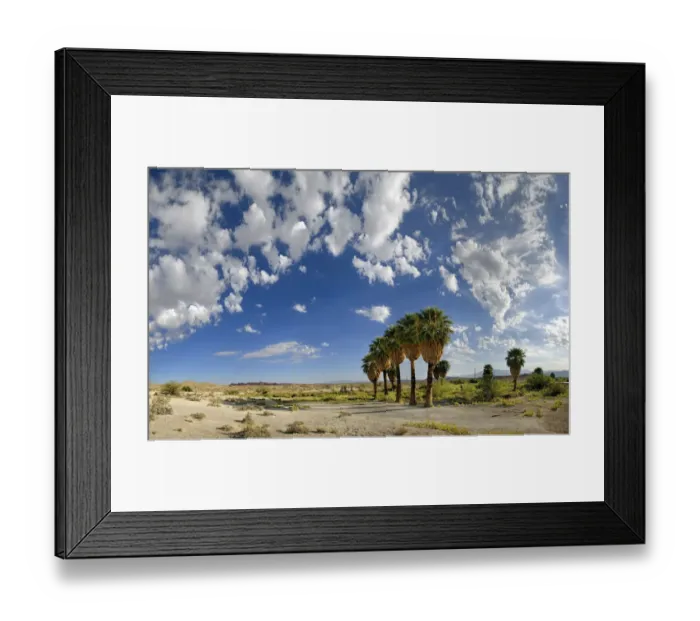 Framed Print : Palm trees with cloudy sky on the North Shore Road, Stewarts Point, Valley of Fire, Nevada, United States